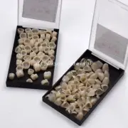 100 pcs Dental Temporary Crowns Posteriors Anterior Molar Resin Tooth Teeth Caps