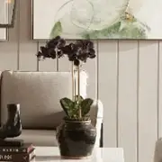 Belle Black Orchid with 120 year old Shanxi Pot