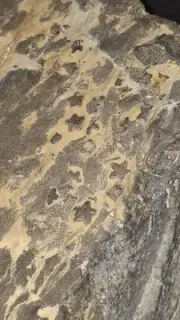Fossilized Starfish Beach Stone Rock