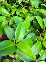Moreton Bay Fig Tree 1 x Plant Tubestock Ficus macrophylla Native