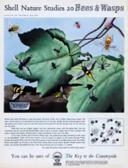 Advertisement For The Oil And Gas Company Shell 1950s era Photo