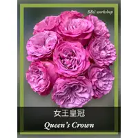 在飛比找蝦皮購物優惠-女王的皇冠 Queen’s Crown 玫瑰花 / 6寸盆（