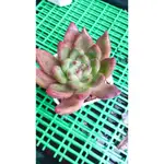 CHIBAABAA🎀貝克漢4吋盆（脫盆寄出）仙人掌組盆🌵一物一拍含盆 可愛多肉植物 辦公室小物 多肉寶寶  😍