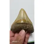 （已售出）巨齒鯊牙化石 巨齒鯊 鯊魚牙齒 化石 MEGALODON