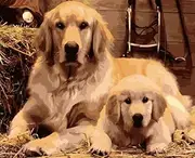 Syntego DIY Paint by Numbers for Adults, Golden Retriever & Puppy Canvas Oil Acrylic Painting Kit Approx 50 x 40cm(16" x 20")