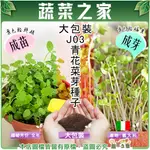 蔬菜之家滿額免運【00J03】大包裝J03.青花菜芽種子(青花椰菜芽、青花椰苗、芽菜種子、青花芽菜、3日苗、綠拿鐵)