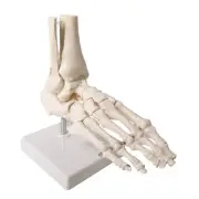 Human Foot and Ankle Model, Life Size Medical Anatomy Foot Skeleton Model W/T...