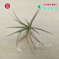 在飛比找蝦皮購物優惠-★舞葉精靈★棉花糖-小株★Tillandsia Cotton