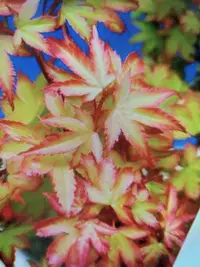 在飛比找Yahoo奇摩拍賣-7-11運費0元優惠優惠-特殊少見的日本小葉品種紅楓樹名字叫做琴丸，老粗頭老盆養多年造