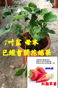 在飛比找樂天市場購物網優惠-會開花結果 [ 日本靜岡 紅顏草莓盆栽 葡萄味草莓 ] 7寸