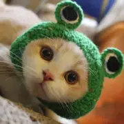 Awgusu Adorable Pet Funny Hat Cartoon Frog Shape Pet Cap Weaving Puppy Cat Hat P