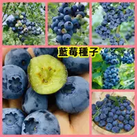 在飛比找蝦皮購物優惠-🔥【台灣藍莓種子】 水果種子 藍莓種子 庭院陽台盆栽種植 耐
