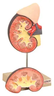 Eisco Labs Hand Painted Human Kidney with Adrenal Gland Model - 2 Parts