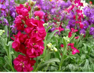 種子夯紫羅蘭種子室內種植花種子四季種開花不斷盆栽綠植觀花紫色易播種 SP4e