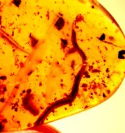 Beautiful Millipede with Larva Scale Insect in Burmite Amber Fossil Dinosaur Age