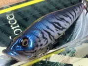 Megabass SP-C PopX Lure Ice Tiger Limited Edition Fishing Tackle Unused