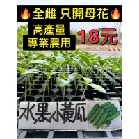 在飛比找蝦皮購物優惠-城禾農產🍃 水果小黃瓜苗 1株 小黃瓜苗 菜苗 水果黃瓜苗 