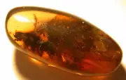 Large Cretaceous Roach in Burmite Amber Fossil Gemstone Dinosaur Age