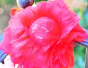 Red 6 inch Rose Ball/Ornaments/Feather Flower 6 Pieces
