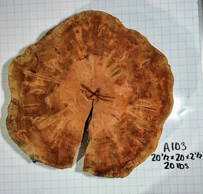 A103 Spalted Ambrosia Maple Burl Tree Slice Cookie 20 1/2x20x2 1/2