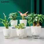 洛陽牡丹 懶人植物自動吸水小花盆設計感透明水養水培塑膠盆器