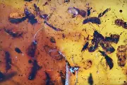 Large swarm of Coleoptera (Beetles), Fossil inclusion in Burmese Amber