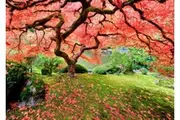 Peter Pauper Press Jigsaw Puzzle 1000 Pieces - Japanese Maple 333377