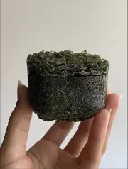 2.5in Mini Dried Moss jar Lidded Trinket Jewelry Box Natural Material Resin