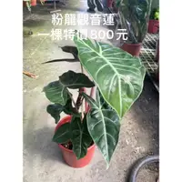 在飛比找蝦皮購物優惠-霏霏園藝粉紅龍觀音蓮5吋盆特價800元苗非常美大棵