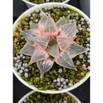 HAWORTHIA ハオルチア属 百合科、多肉植物、塊根植物 ｜專用特調介質（土壤）