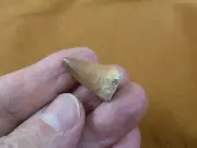 DF233-135) 1 Fossil MOSASAURUS Dinosaur tooth Mosasaur dino dig fossil teeth