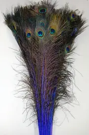 50 Pcs DYED PEACOCK Feathers 40"-45" ROYAL BLUE ; Halloween/Costume/Burlesque