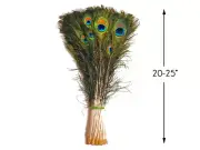 50 Pieces - 20-25" Natural Long Iridescent Peacock Tail Eye Wholesale Feather