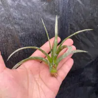 在飛比找蝦皮購物優惠-霸王鳳 Tillandsia xerographica 空氣