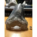 印尼-巨齒鯊-OTODUS MEGALODON -鯊魚牙齒化石-黑色六寸 無修補 已售出