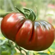 Tomato - Black Russian seeds