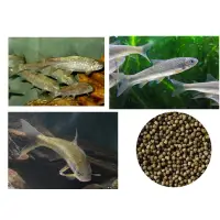 在飛比找蝦皮購物優惠-台灣鏟頜魚  生魚 溪 烤魚 專用溪魚飼料 苦花專用