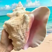 Bahamas Large Conch Seashell Ocean Beach Decor Nautical Big Decorative Sea Shell