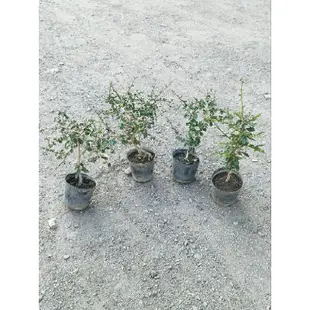 福建茶2寸盆 小樹苗  園藝 綠化植物 小品盆栽