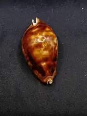 Rare, Cypraea zoila friendii 81.7mm Sea shell Cowrie #12889