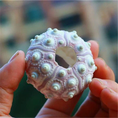 1 Piece Sea Urchin Ornament Seashell For Crafting Art Decor Natural Shell 5-7cm