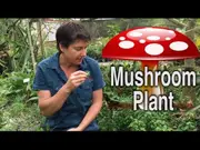 Buy Mushroom Plant (Rungia klossii) - Leaves taste like raw Mushrooms