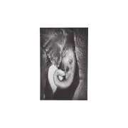 Maine & Crawford Blaine 90x60cm Baby Elephant On Stretched Canvas Wall Art Decor