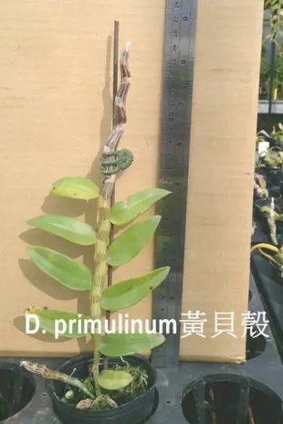 【上賓蘭園】石斛蘭 D. primulinum 黃貝殼 賣植株
