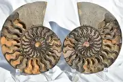 Large Black Ammonite Pair Crystals XXLarge 110myo Fossil 7.4" 188mm 3027go