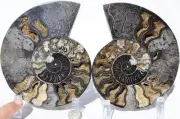 Large Black Ammonite PAIR Crystals 110myo Dino age FOSSIL XXL 160mm 6.3" 9519cc