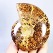321g Collection ! Natural Ammonite Shell Fossil Crystal Specimen Madagascar