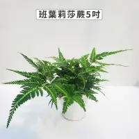 在飛比找momo購物網優惠-【Gardeners】班葉莉莎蕨 蜥蜴蕨 5吋盆-1入(室內