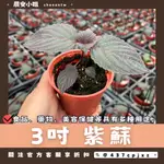 【晨安小姐】3吋 紫蘇｜新手植栽｜亞洲香草│日韓料理│調味料│泡茶│驅蟲│抗茵│藥用│精油│園藝觀賞植栽│綠化環境