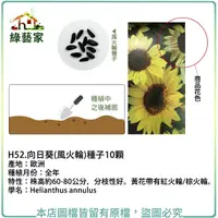 在飛比找Yahoo奇摩購物中心優惠-【綠藝家】H52.向日葵(風火輪)種子10顆